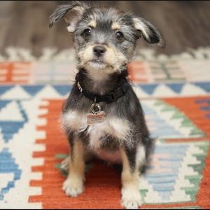 Meet your Posher, Giuliana